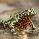 A captive Oriental fire-bellied toad (Bombina orientalis) imported into Europe from South Korea